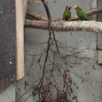 Conure sælges