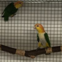 Rustkappet caique