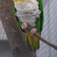 grønlåret caique