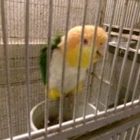 Rustkappet Caique