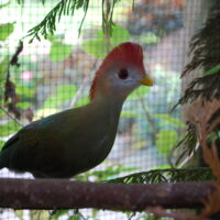 1,0 Rødtoppet Turaco