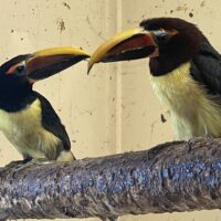 Grøn aracari tucan