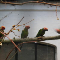 2,2 rosaisset conure, Pyrrhura roseifrons,