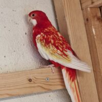 Rosella