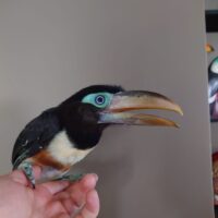 1,0 Pteroglossus castanotis unge fra i vår….