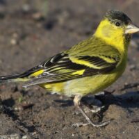 2,2,1 Skægsisken.( Spinus barbatus)
