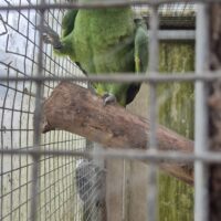 Costa Rica amazone og Ducorps kakadue