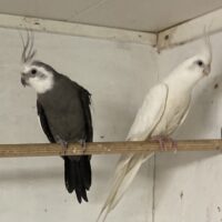Nymfe parakitter