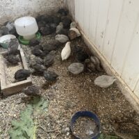 Kinesiske dværgvagtler