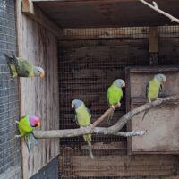 Blommehoved parakitter