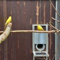 Elegant græsparakit