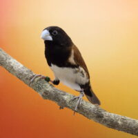 Sortbrystede Sivfinker (Lonchura teerinki) sælges