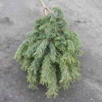 Søger Fyr grene - store og små