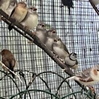 Hvidbrystet Zebrafinker