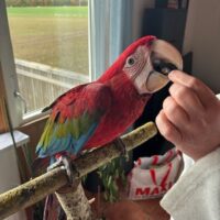 Mörkröd/Grönvingad Ara