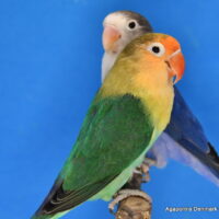 Rødhovedet dværgpapegøje