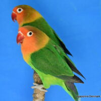 Rødhovedet dværgpapegøje