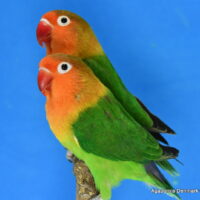 Rødhovedet dværgpapegøje