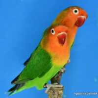 Rødhovedet dværgpapegøje