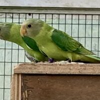 Blommehovedet parakit