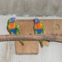 3 Bjerglori med Dna test