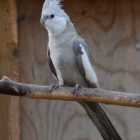 Nymfeparakit unger fra 2025 sælges