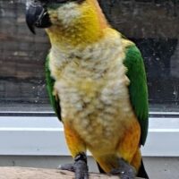 Sortcappet Caique 2.0