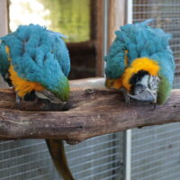 Blå/gul ara par