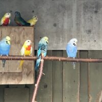 Blå Engelsk Undulater sælges