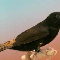 Hadesnonner (Lonchura stygia) sælges