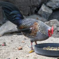 Miniature for annonces primære billede