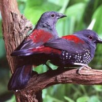 Dybowski Dråbe astrild