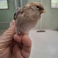 Hvidsisken/polarsisken