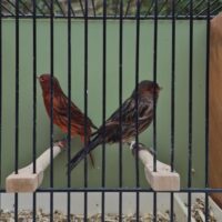 Kanariefugle sort/rød racekanarie