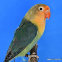 Rødhovedet dværgpapegøje