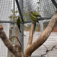 Hooded parakit, uden dna, sælges kun samlet.