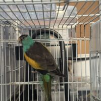 0,1 eller 1,2 hooded købes