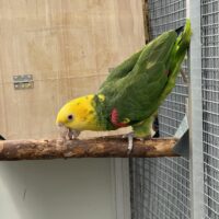 DB gulhovedet Amazone