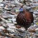Vieillot's Crested Fireback