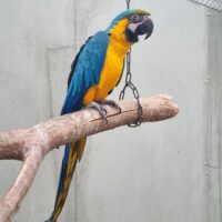 Blå/gule ara