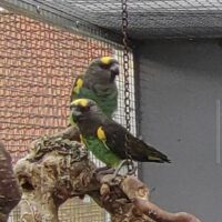 Guldmedalje Meyer par