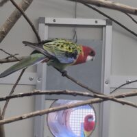 Almindelig rosella 1.0