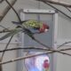 Almindelig rosella 1.0