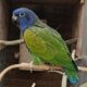 Blåhovedet pionus.