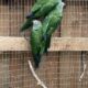 Aratinga weddellii