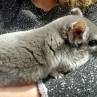 Chinchillaer