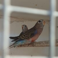 Bourks