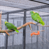 gulnakket amazoner