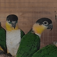 Sort Kappet Caique Par
