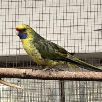 grøn rosella fra 2025